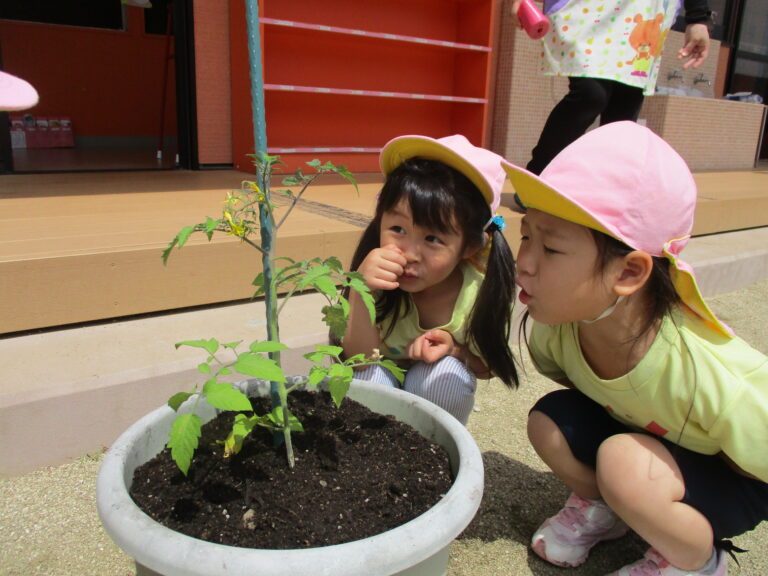 夏野菜を植えました(3歳児)