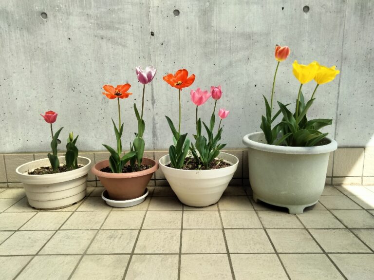 入園式🌸