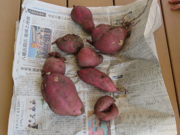 とれたよ🍠！(４.５歳児)